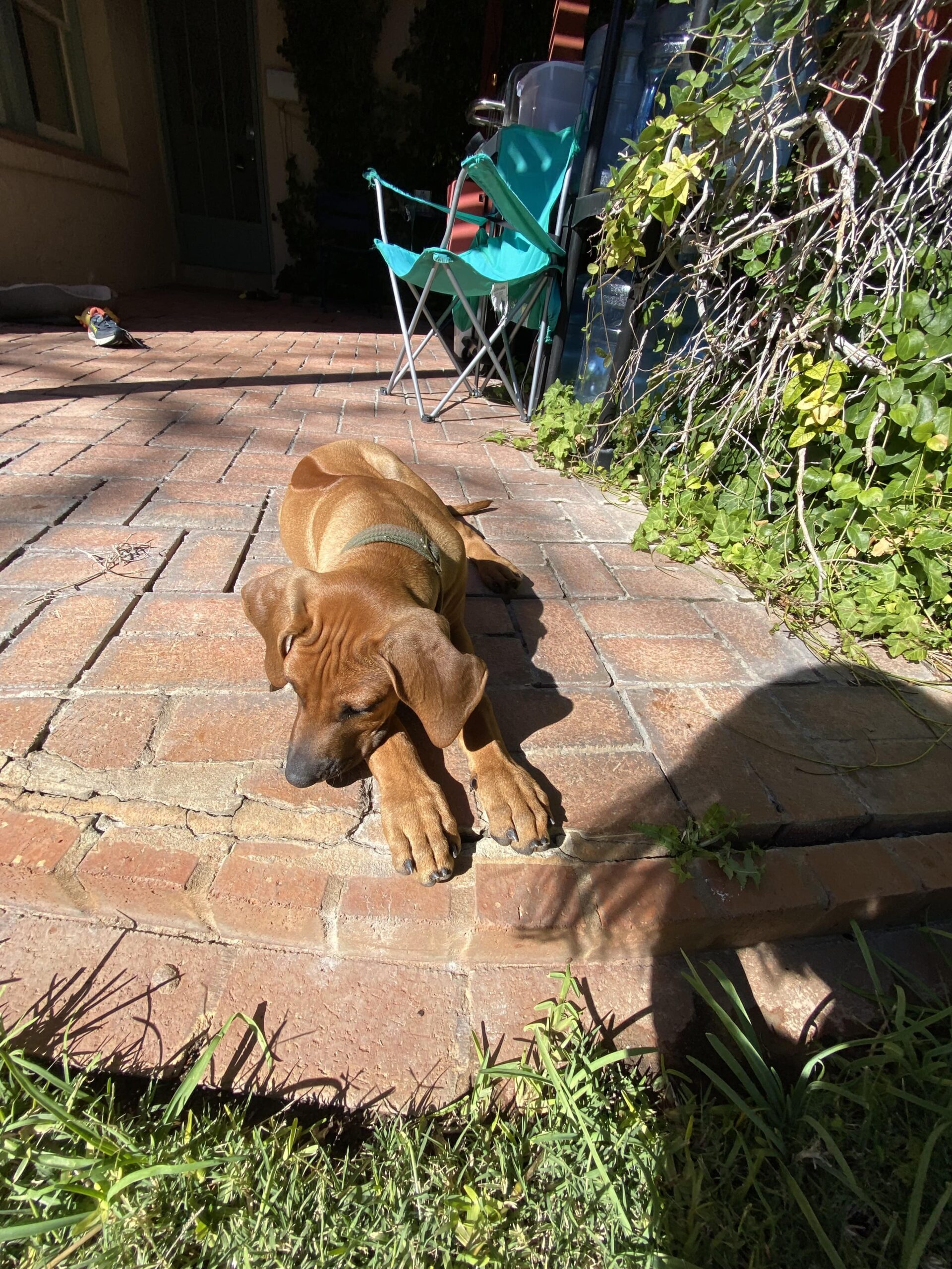 rhodesian-ridgeback-dog-for-sale-san-antonio-texas rhodesian ridgeback dog for sale san antonio texas