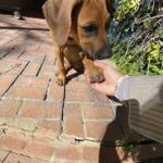 rhodesian ridgeback dog for sale san marcos texas