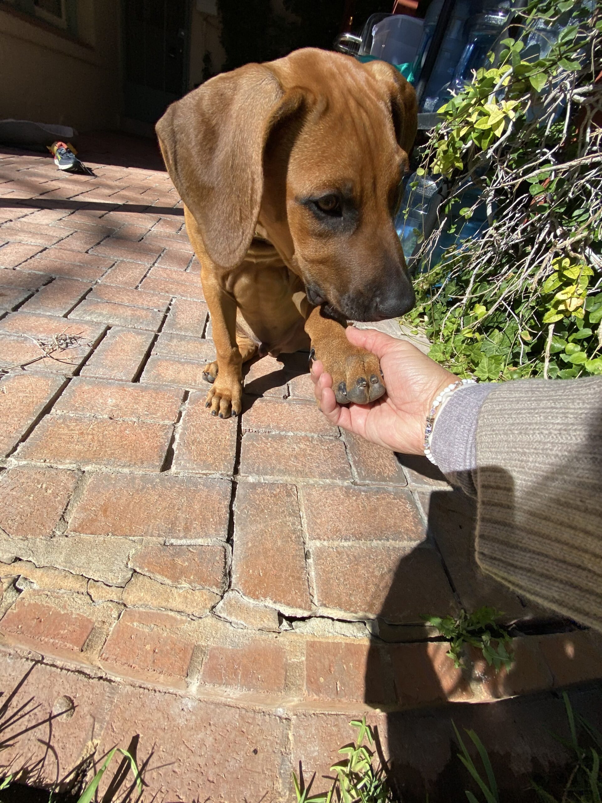 rhodesian-ridgeback-dog-for-sale-san-marcos-texas rhodesian ridgeback dog for sale san marcos texas