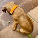 rhodesian ridgeback puppy 2022