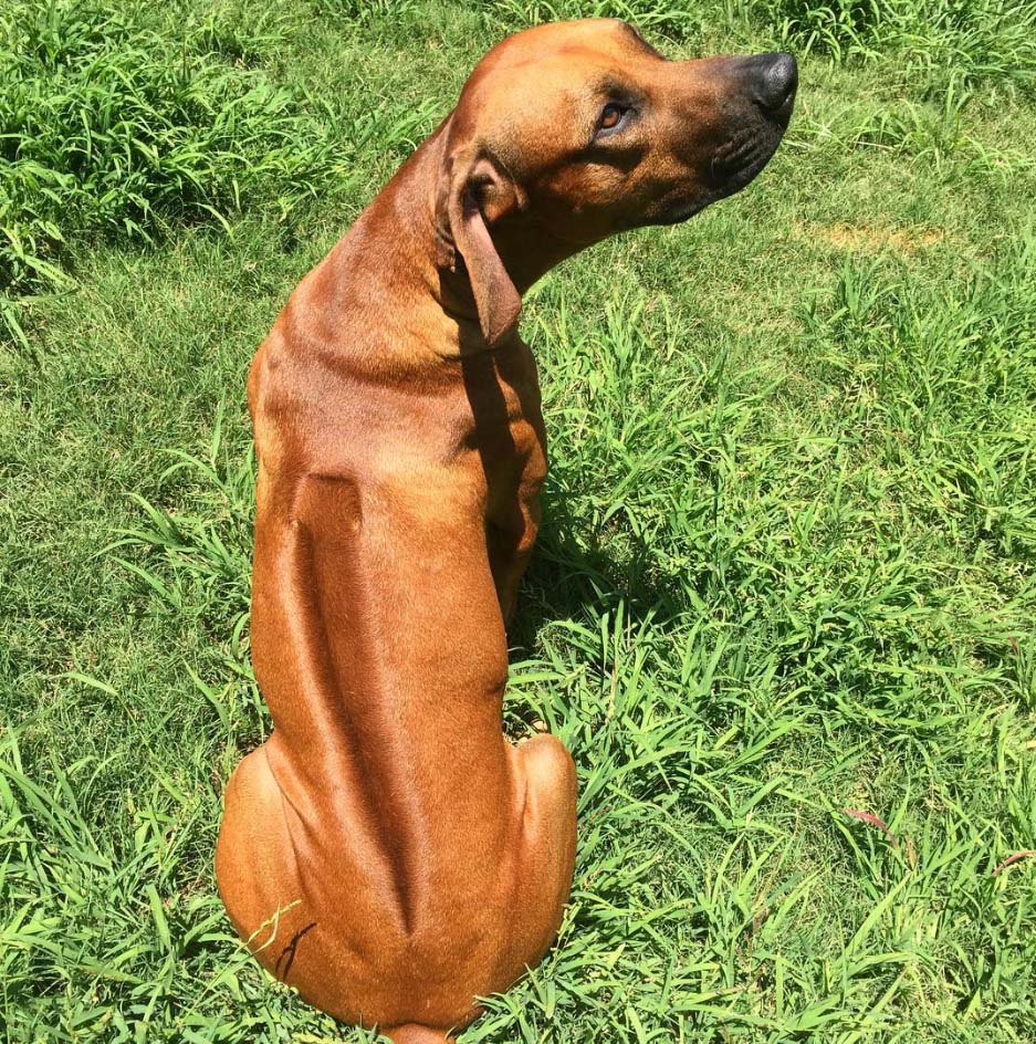 rhodesian-ridgeback-puppy-breeder-fredericksburg-harper-san-antonio rhodesian-ridgeback-puppy-breeder-fredericksburg-harper-san-antonio