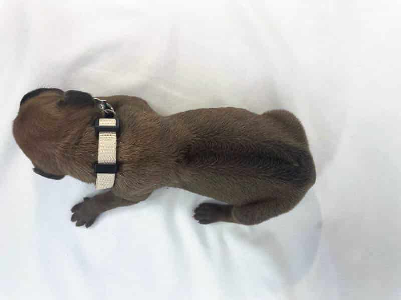 Rhodesian Ridgeback puppies for sale DFW texas 1 Rhodesian Ridgeback puppies for sale DFW texas 1