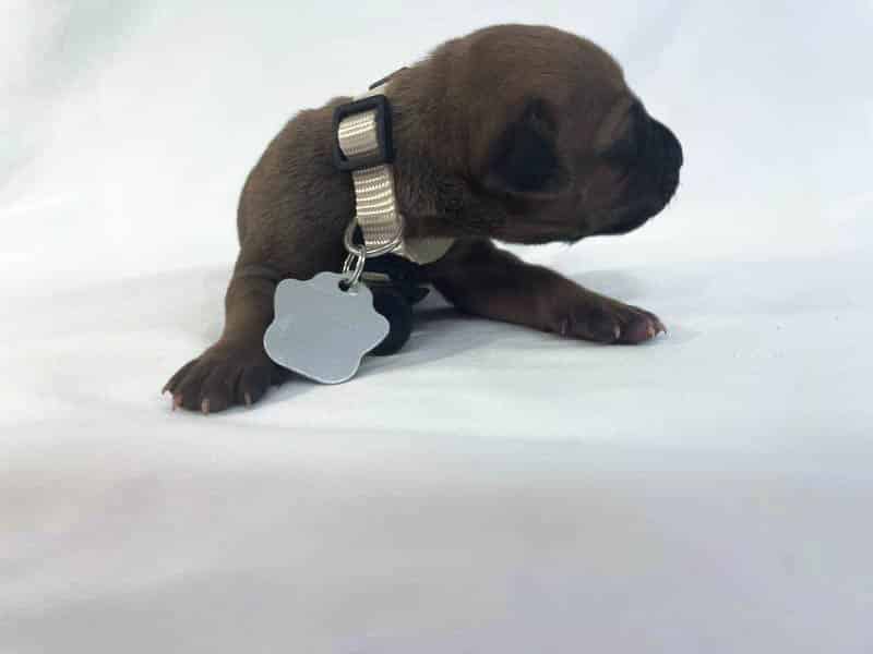 Rhodesian Ridgeback puppies for sale DFW texas 2 Rhodesian Ridgeback puppies for sale DFW texas 2