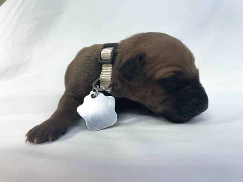 Rhodesian Ridgeback puppies for sale DFW texas 3 Rhodesian Ridgeback puppies for sale DFW texas 3