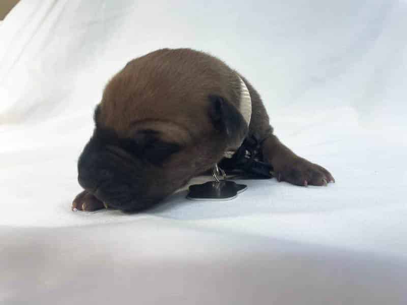 Rhodesian Ridgeback puppies for sale DFW texas 5 Rhodesian Ridgeback puppies for sale DFW texas 5