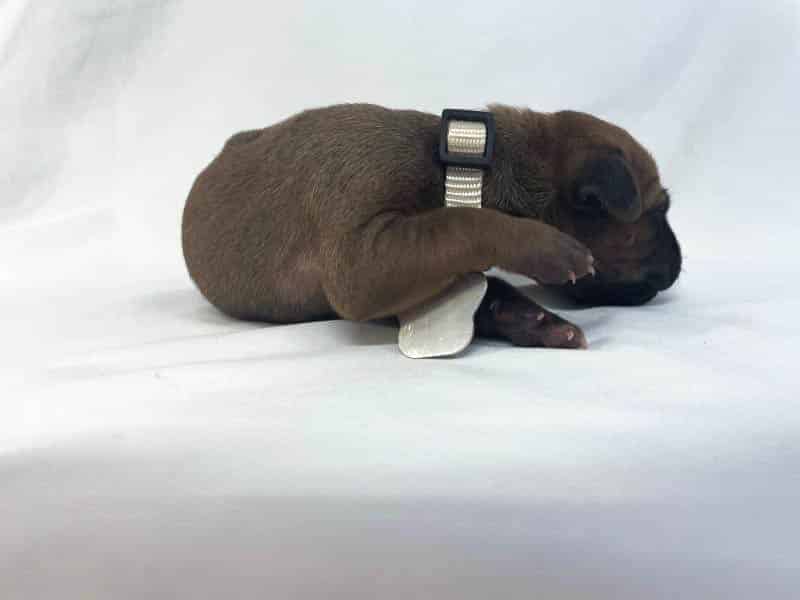 Rhodesian Ridgeback puppies for sale DFW texas 6 Rhodesian Ridgeback puppies for sale DFW texas 6