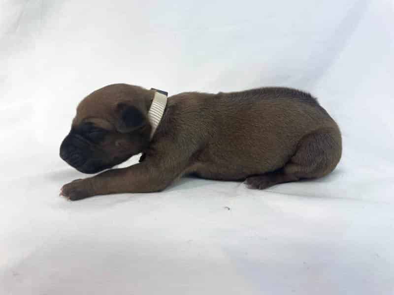 Rhodesian Ridgeback puppies for sale DFW texas 7 Rhodesian Ridgeback puppies for sale DFW texas 7