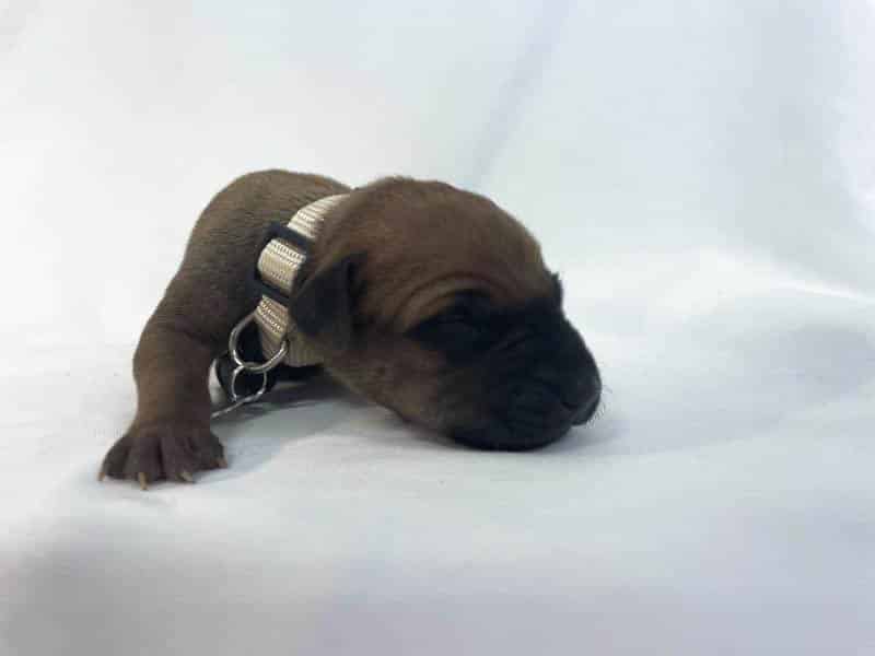 Rhodesian Ridgeback puppies for sale DFW texas 8 Rhodesian Ridgeback puppies for sale DFW texas 8