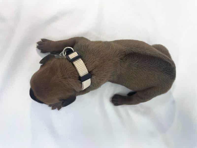 Rhodesian Ridgeback puppies for sale DFW texas Rhodesian Ridgeback puppies for sale DFW texas