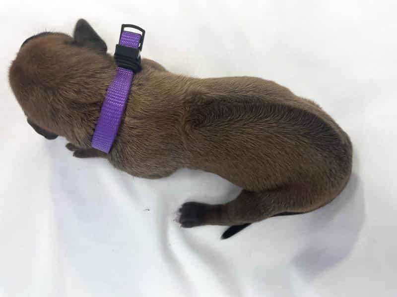 Rhodesian Ridgeback puppies for sale El Paso 1 Rhodesian Ridgeback puppies for sale El Paso 1
