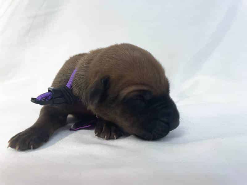 Rhodesian Ridgeback puppies for sale El Paso 2 Rhodesian Ridgeback puppies for sale El Paso 2
