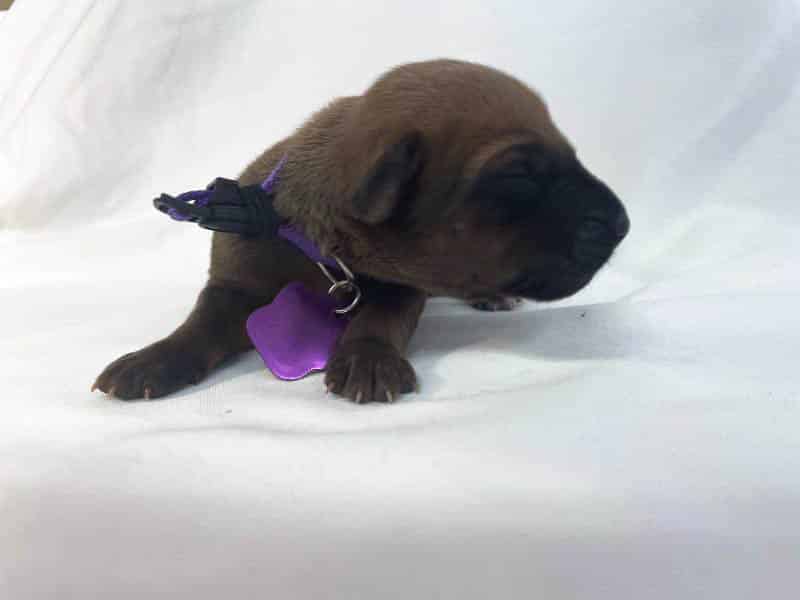 Rhodesian Ridgeback puppies for sale El Paso 3 Rhodesian Ridgeback puppies for sale El Paso 3