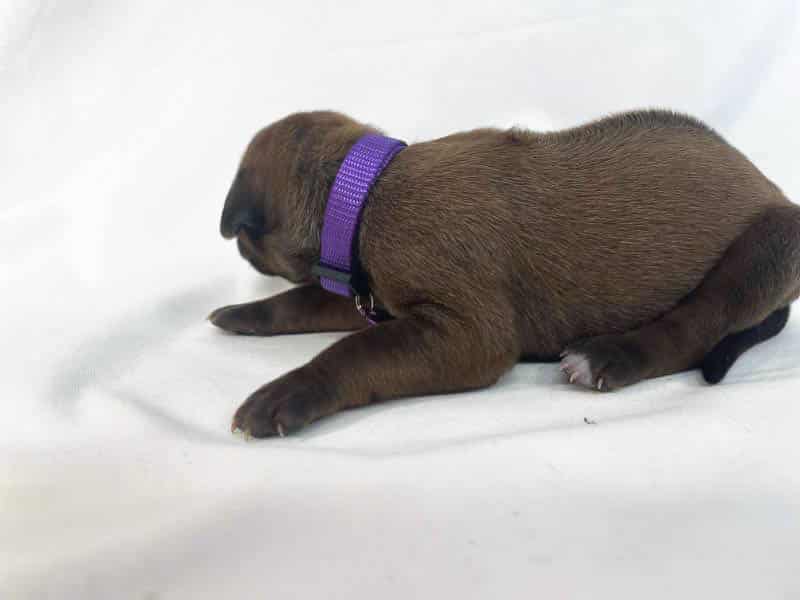 Rhodesian Ridgeback puppies for sale El Paso 4 Rhodesian Ridgeback puppies for sale El Paso 4