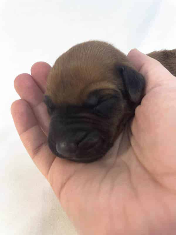 Rhodesian Ridgeback puppies for sale El Paso 6 Rhodesian Ridgeback puppies for sale El Paso 6