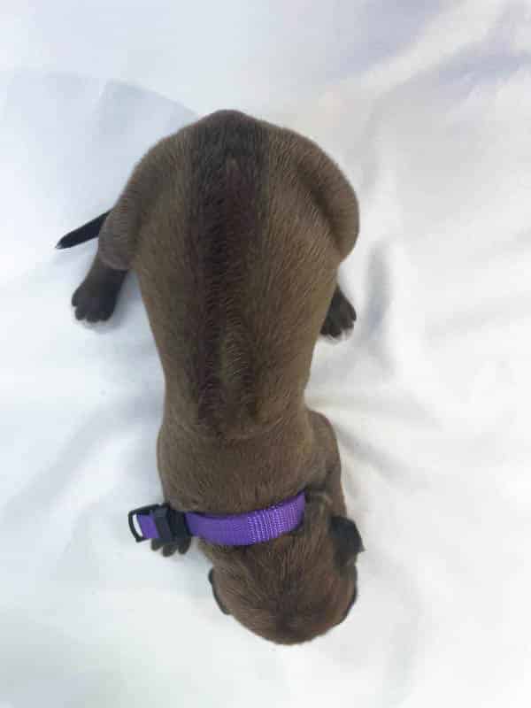 Rhodesian Ridgeback puppies for sale El Paso 8 Rhodesian Ridgeback puppies for sale El Paso 8