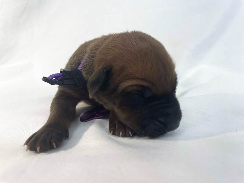 Rhodesian Ridgeback puppies for sale El Paso Rhodesian Ridgeback puppies for sale El Paso