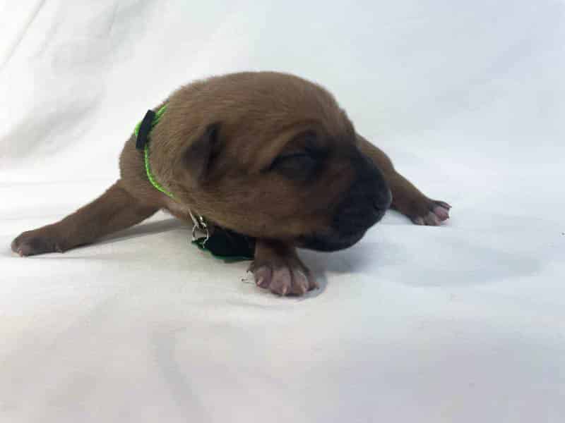 Rhodesian Ridgeback puppies for sale arlington texas Rhodesian Ridgeback puppies for sale arlington texas
