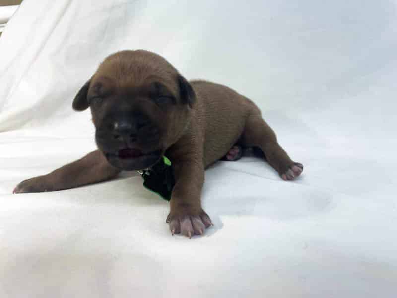 Rhodesian Ridgeback puppies for sale austin texas 3 Rhodesian Ridgeback puppies for sale austin texas 3