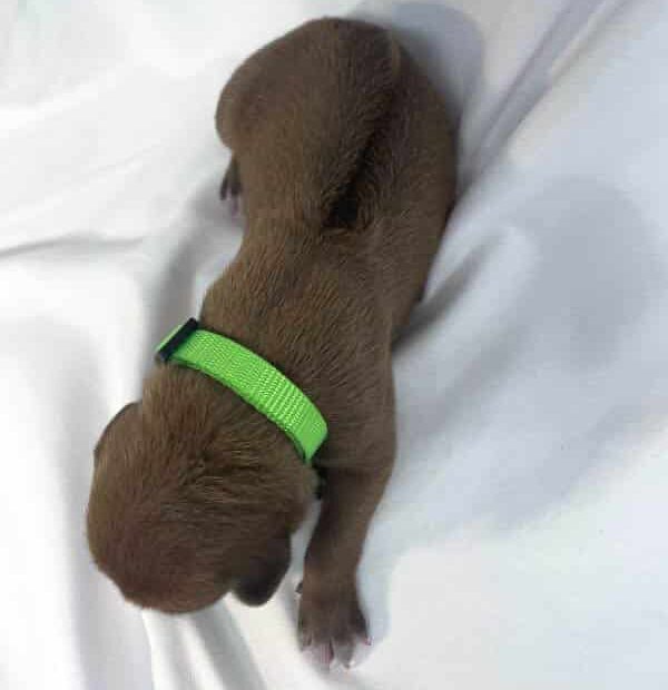 Rhodesian Ridgeback puppies for sale austin texas Rhodesian Ridgeback puppies for sale austin texas