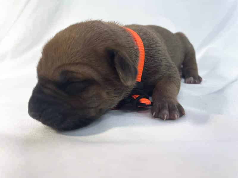 Rhodesian Ridgeback puppies for sale bastrop texas 1 Rhodesian Ridgeback puppies for sale bastrop texas 1