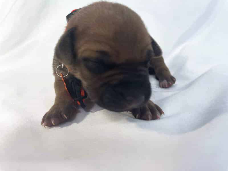 Rhodesian Ridgeback puppies for sale bastrop texas Rhodesian Ridgeback puppies for sale bastrop texas