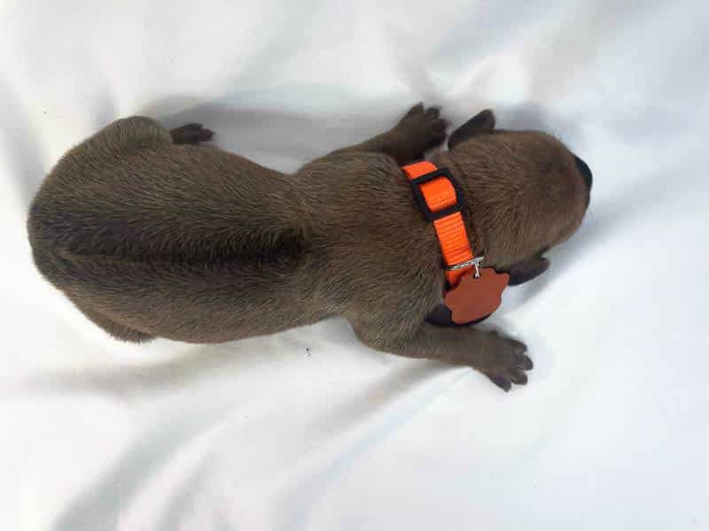 Rhodesian Ridgeback puppies for sale college station texas 3 Rhodesian Ridgeback puppies for sale college station texas 3