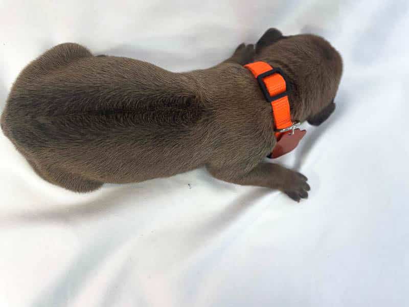 Rhodesian Ridgeback puppies for sale college station texas 4 Rhodesian Ridgeback puppies for sale college station texas 4