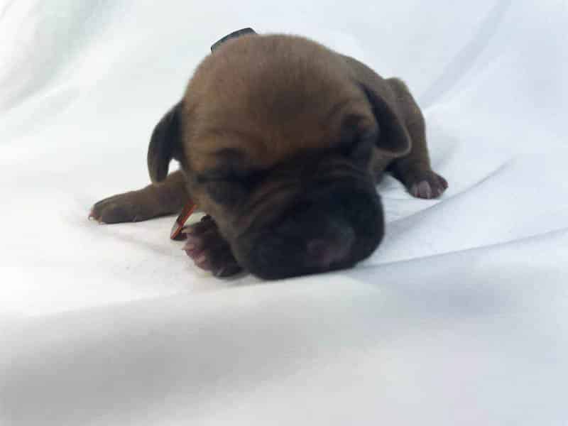 Rhodesian Ridgeback puppies for sale college station texas Rhodesian Ridgeback puppies for sale college station texas