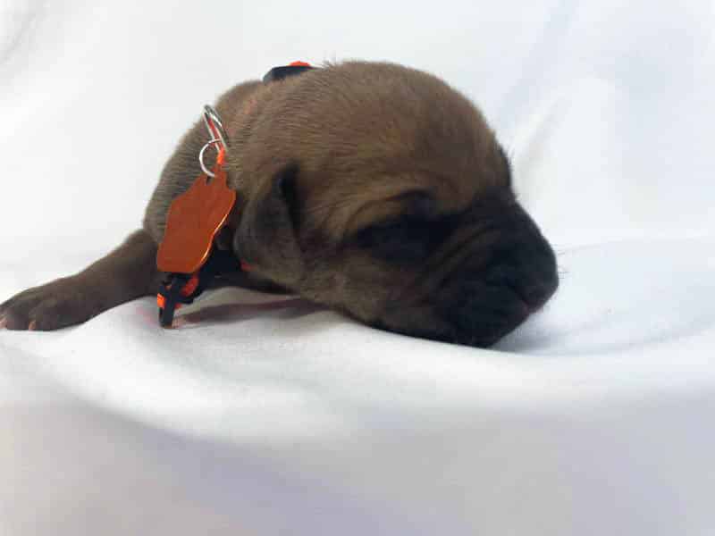Rhodesian Ridgeback puppies for sale corpus christi texas 1 Rhodesian Ridgeback puppies for sale corpus christi texas 1