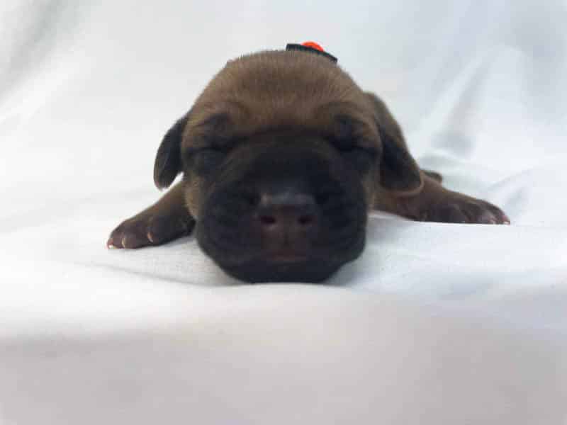 Rhodesian Ridgeback puppies for sale corpus christi texas Rhodesian Ridgeback puppies for sale corpus christi texas