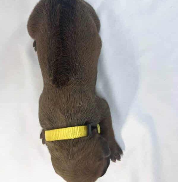 Rhodesian Ridgeback puppies for sale dallas texas 1 Rhodesian Ridgeback puppies for sale dallas texas 1