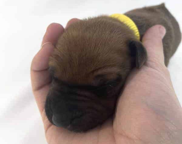 Rhodesian Ridgeback puppies for sale dallas texas 2 Rhodesian Ridgeback puppies for sale dallas texas 2