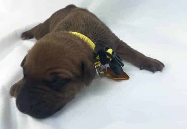 Rhodesian Ridgeback puppies for sale dallas texas 3 Rhodesian Ridgeback puppies for sale dallas texas 3