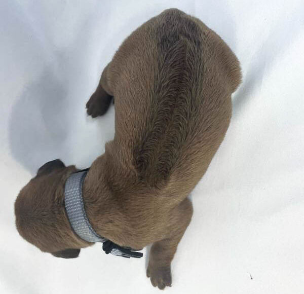 Rhodesian Ridgeback puppies for sale fort worth texas 1 Rhodesian Ridgeback puppies for sale fort worth texas 1