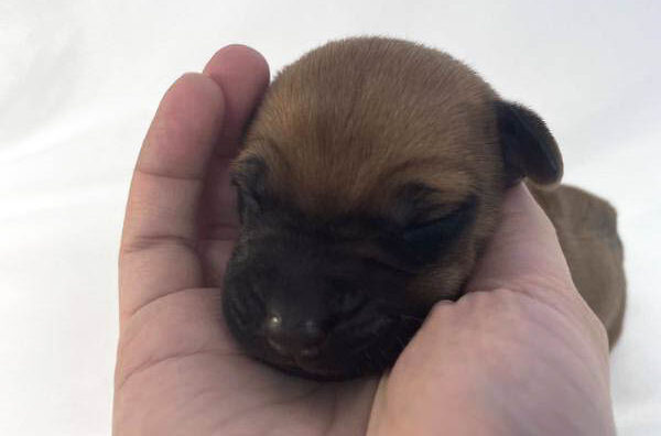 Rhodesian Ridgeback puppies for sale fort worth texas 2 Rhodesian Ridgeback puppies for sale fort worth texas 2