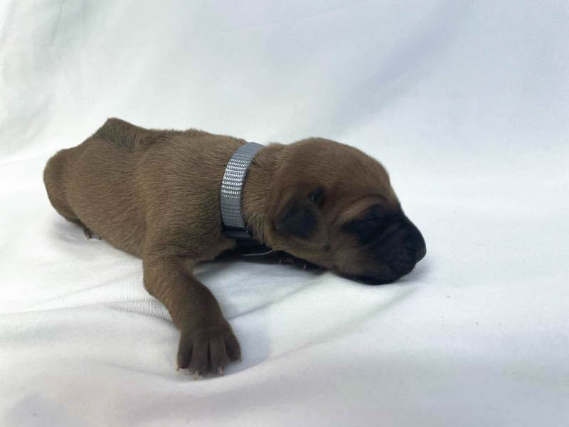 Rhodesian Ridgeback puppies for sale fort worth texas 3 Rhodesian Ridgeback puppies for sale fort worth texas 3
