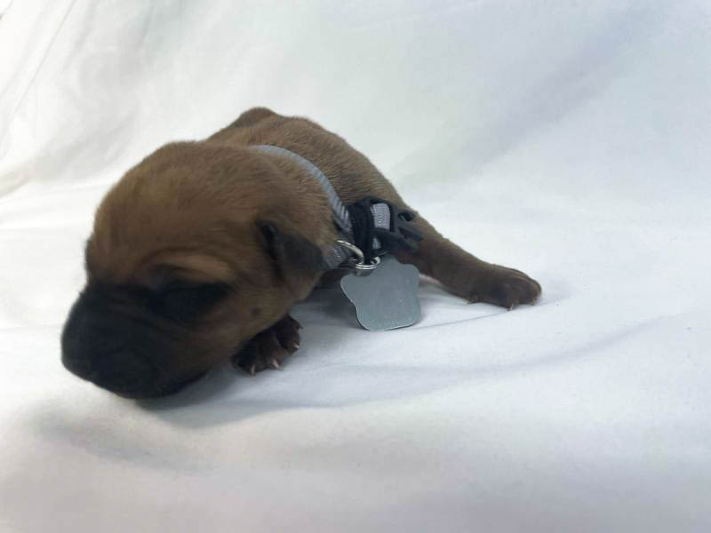 Rhodesian Ridgeback puppies for sale fort worth texas 4 Rhodesian Ridgeback puppies for sale fort worth texas 4