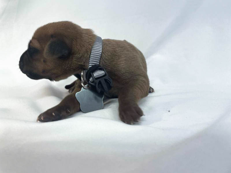 Rhodesian Ridgeback puppies for sale fort worth texas 5 Rhodesian Ridgeback puppies for sale fort worth texas 5