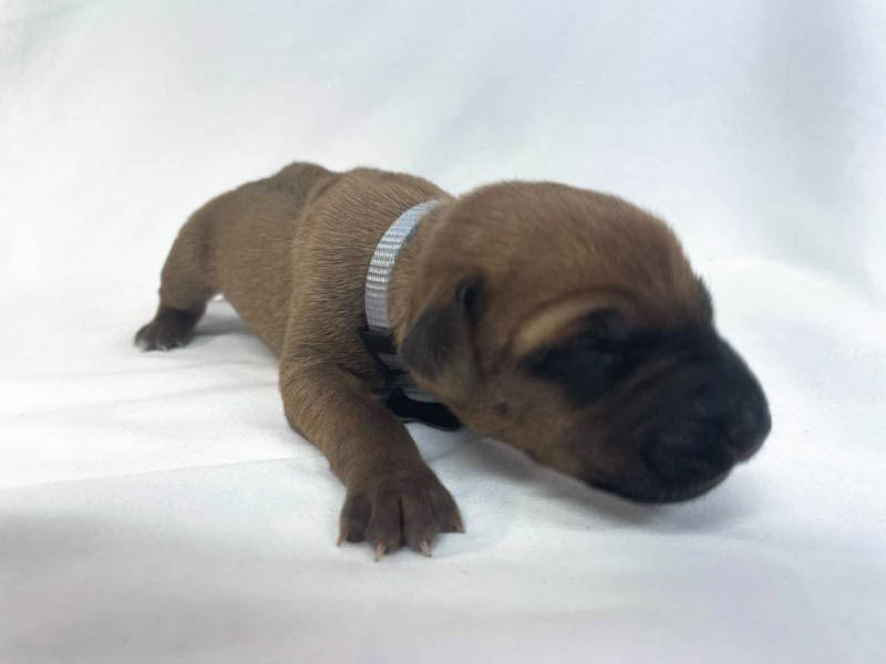 Rhodesian Ridgeback puppies for sale fort worth texas 6 Rhodesian Ridgeback puppies for sale fort worth texas 6