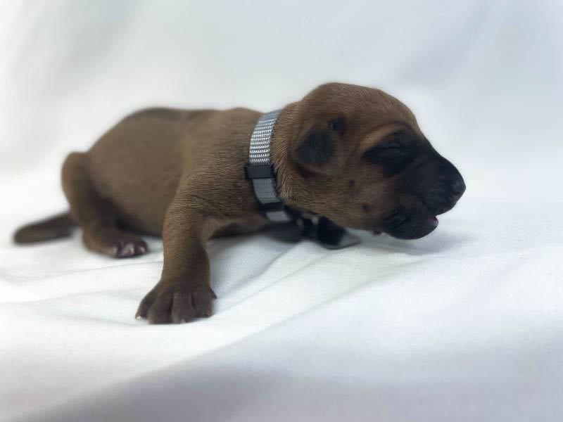 Rhodesian Ridgeback puppies for sale frisco texas 1 Rhodesian Ridgeback puppies for sale frisco texas 1