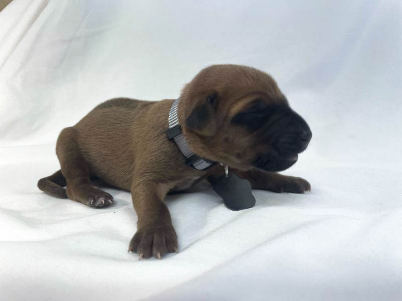 Rhodesian Ridgeback puppies for sale frisco texas 2 Rhodesian Ridgeback puppies for sale frisco texas 2