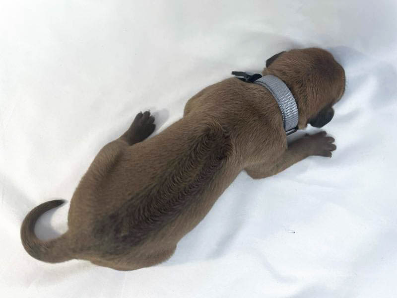 Rhodesian Ridgeback puppies for sale frisco texas 3 Rhodesian Ridgeback puppies for sale frisco texas 3