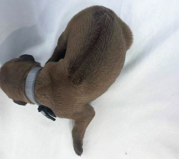 Rhodesian Ridgeback puppies for sale frisco texas 4 Rhodesian Ridgeback puppies for sale frisco texas 4