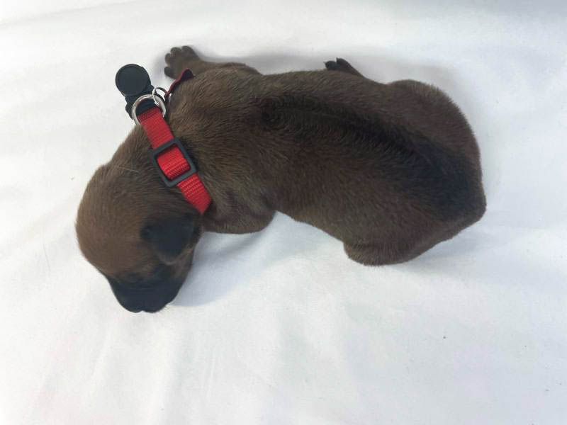Rhodesian Ridgeback puppies for sale houston texas 1 Rhodesian Ridgeback puppies for sale houston texas 1