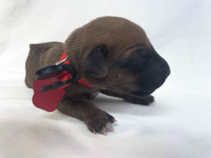 Rhodesian Ridgeback puppies for sale houston texas 10 Rhodesian Ridgeback puppies for sale houston texas 10