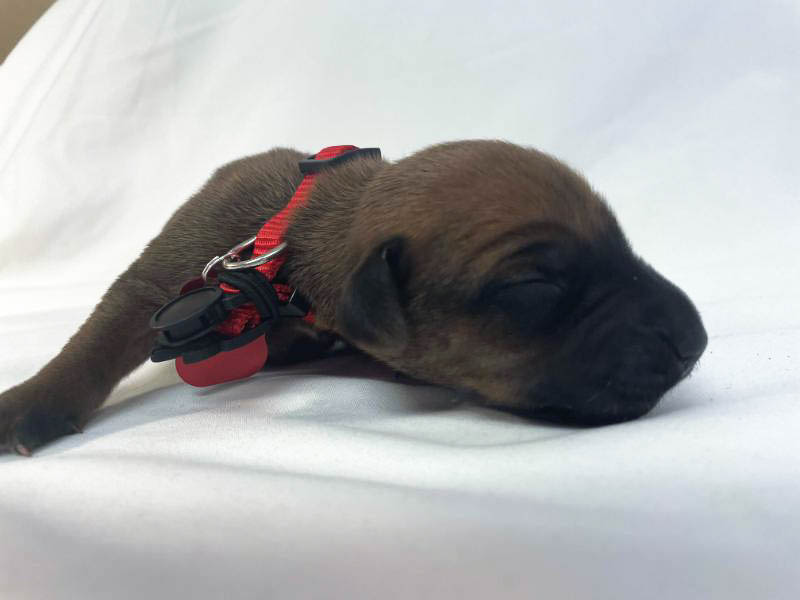Rhodesian Ridgeback puppies for sale houston texas 11 Rhodesian Ridgeback puppies for sale houston texas 11