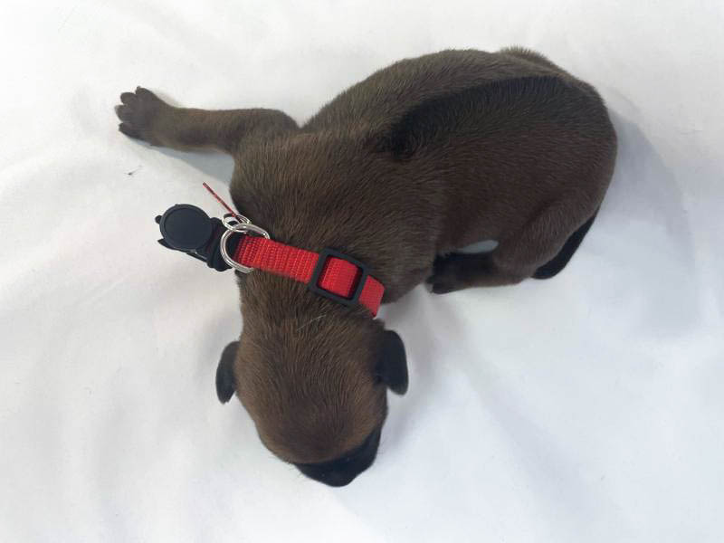 Rhodesian Ridgeback puppies for sale houston texas 2 Rhodesian Ridgeback puppies for sale houston texas 2