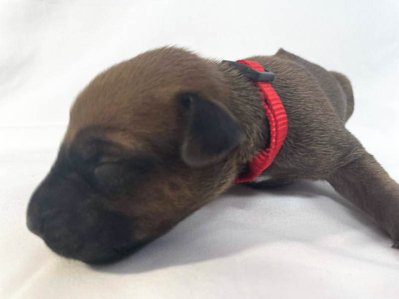 Rhodesian Ridgeback puppies for sale houston texas 3 Rhodesian Ridgeback puppies for sale houston texas 3