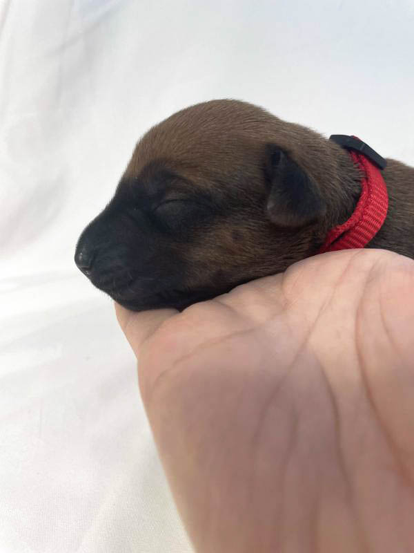 Rhodesian Ridgeback puppies for sale houston texas 5 Rhodesian Ridgeback puppies for sale houston texas 5