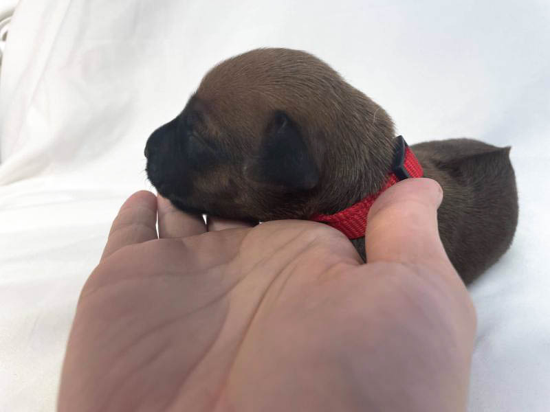 Rhodesian Ridgeback puppies for sale houston texas 6 Rhodesian Ridgeback puppies for sale houston texas 6